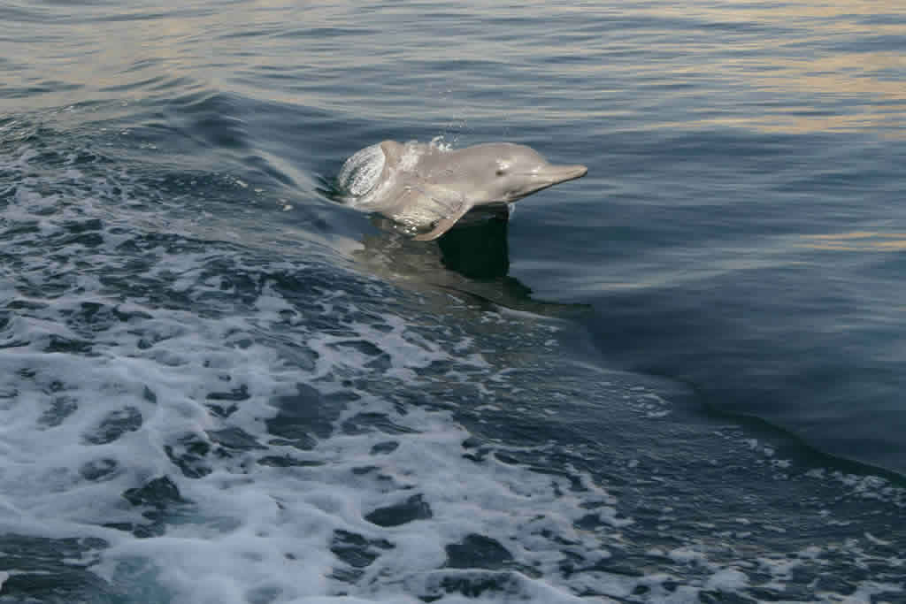 Musandam Dolphin Watching