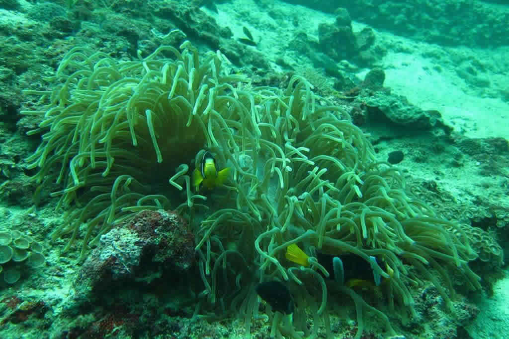 Musandam Diving