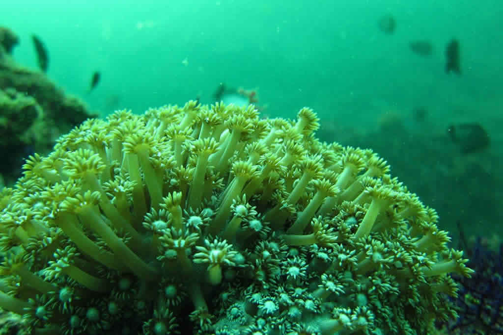 Musandam Under water