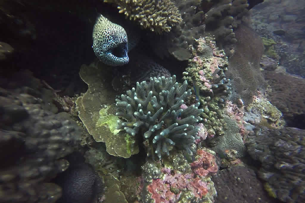 Diving Tour In Musandam 