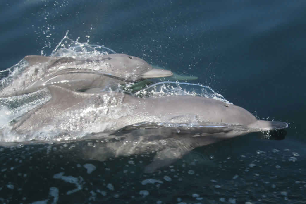 Khasab Dolphins Watching