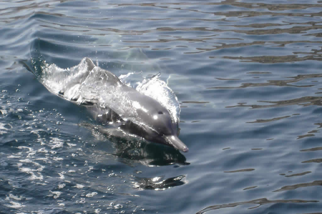 Musandam Dolphin Watching