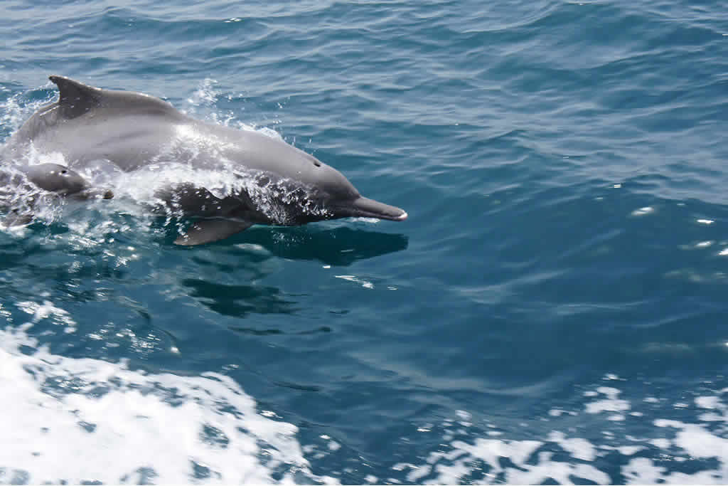 Dolphins Watch In Khasab