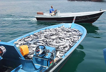 Musandam Fishing trip