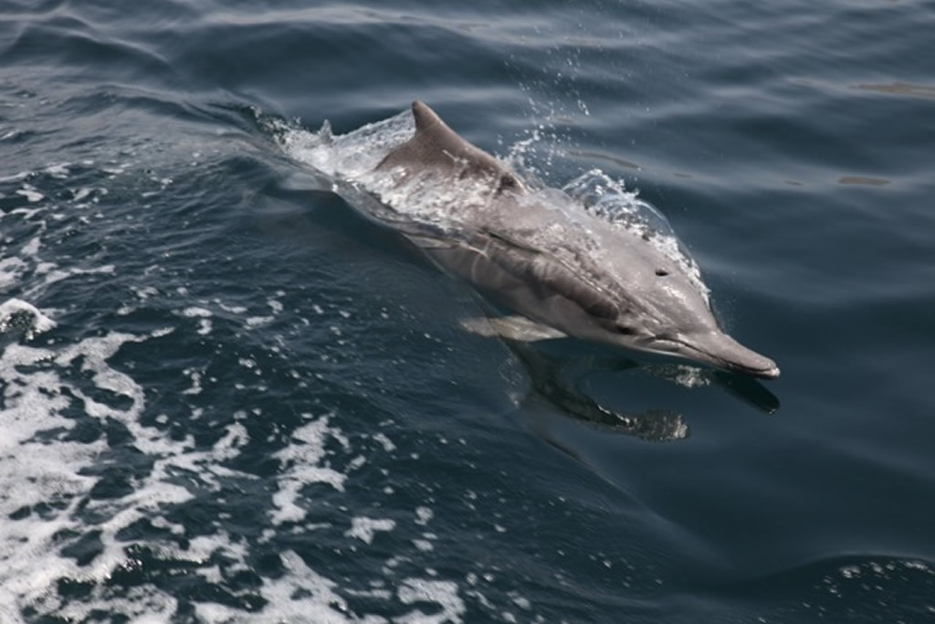 Dolphins Watch In Khasab