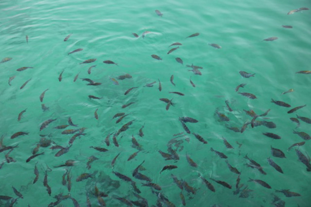 Kayak Tour Musandam