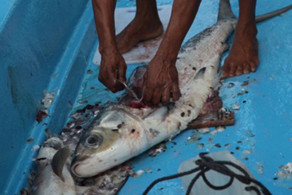 Musandam Fishing Tour